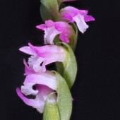 Nhật Bản tìm thấy giống hoa lan tựa thủy tinh